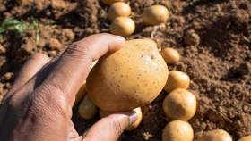 Учёные нашли в картофеле новый ген развития клубней